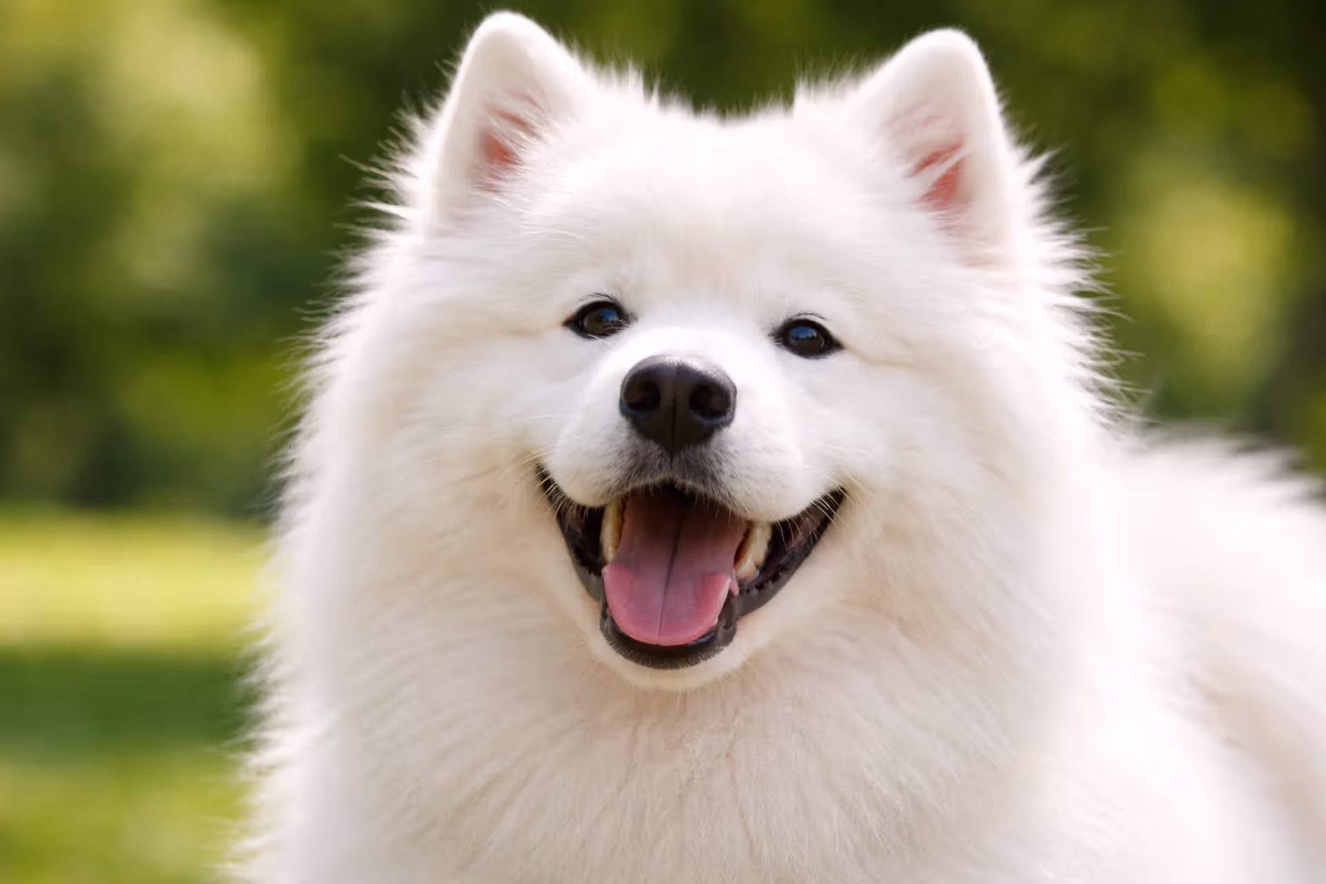 Smiling white Samoyed dog outdoors with fluffy coat in sunlight