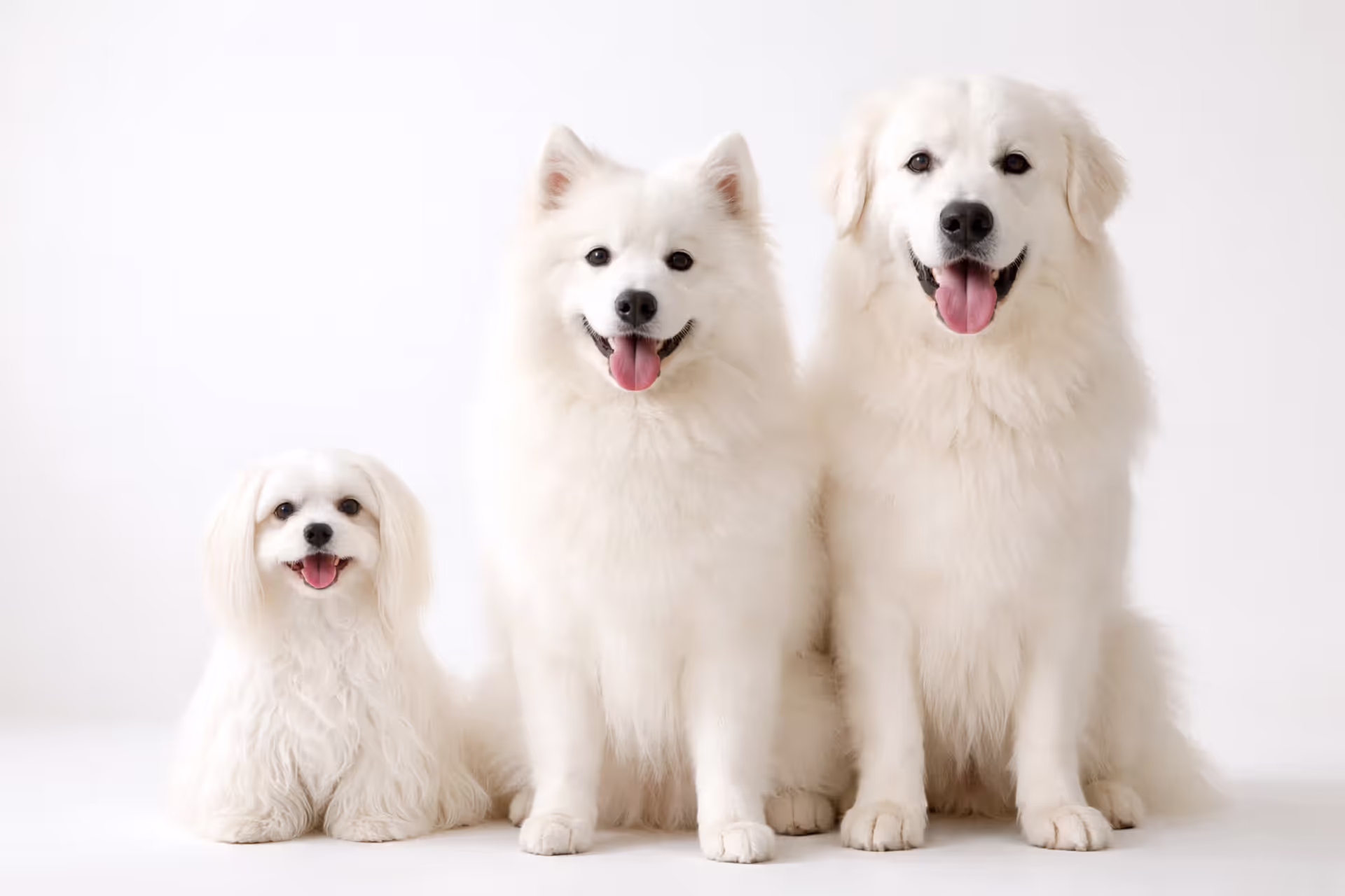 Three white dog breeds of different sizes standing together — Maltese, Samoyed, and Great Pyrenees — showcasing the variety of white-coated dogs
