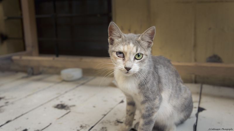 Кошка на улице