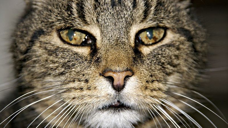 Котёнок смотрит в кадр