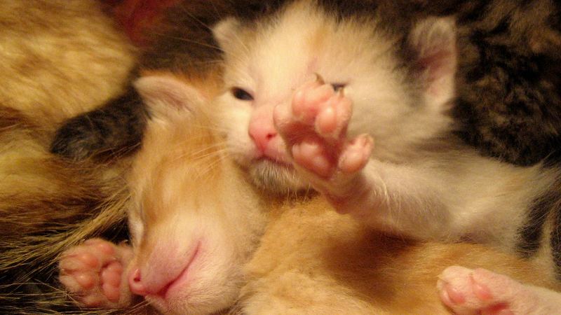Лапы котёнка крупным планом