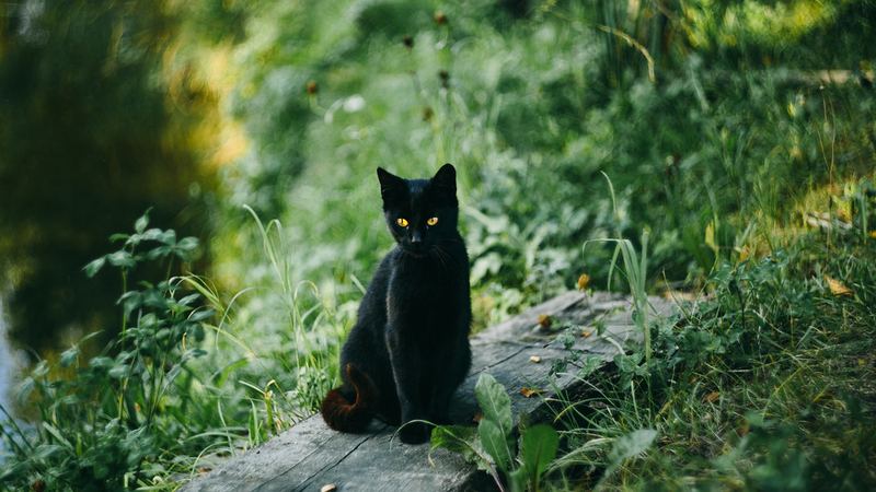 Чёрная кошка в траве