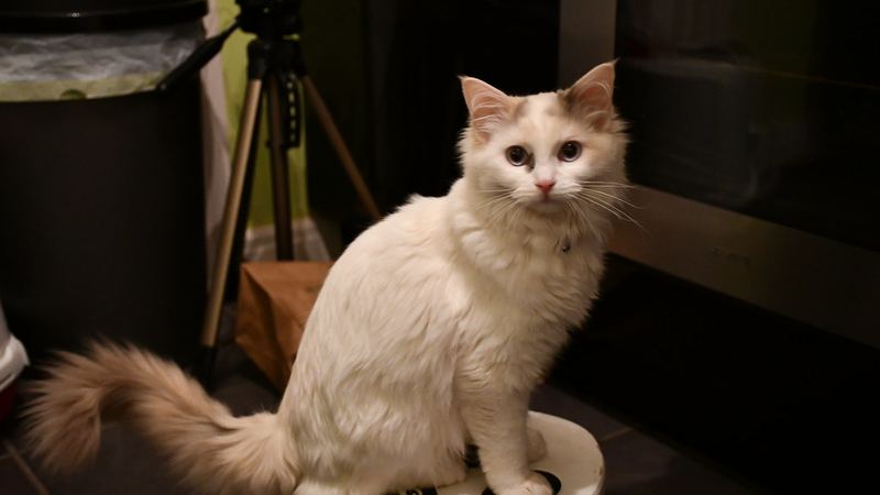 Кошка породы рэгдолл
