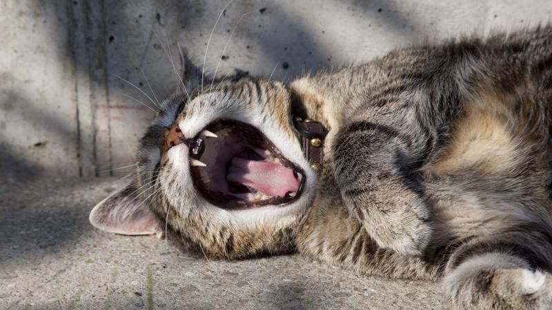 Кошка с открытой пастью