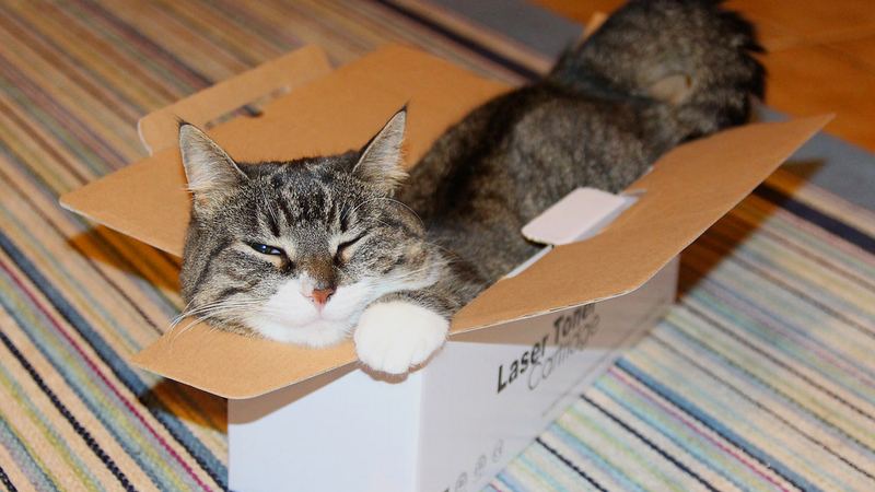 Кошка лежит в картонной коробке