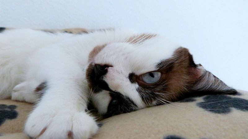 Кошка лежит рядом с рукой человека